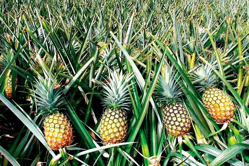 How to grow pineapples at home for free
