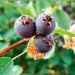 Wine was made from nearby berries.