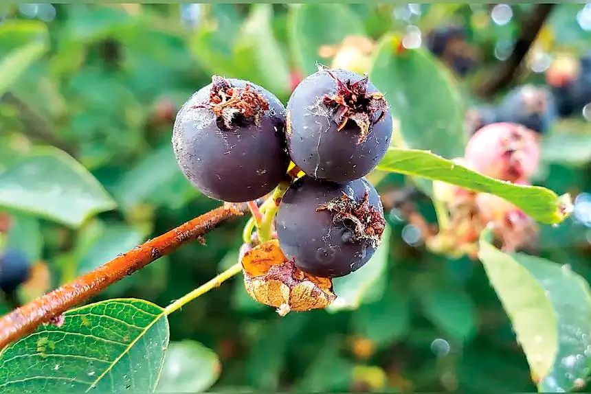 Wine was made from nearby berries.