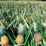 Growing pineapples at home part 3 harvesting tips