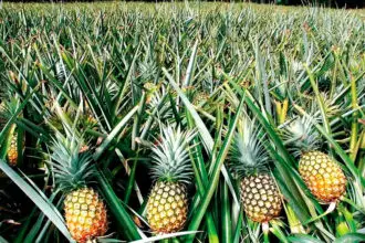 Growing pineapples at home part 3 harvesting tips