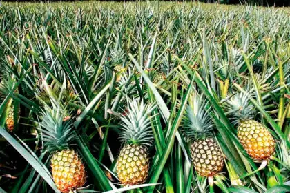 Growing pineapples at home part 3 harvesting tips