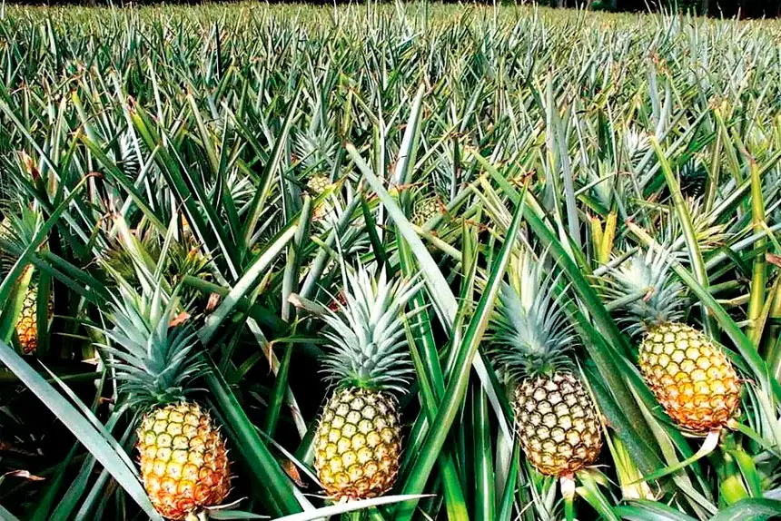 Growing pineapples at home part 3 harvesting tips