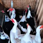 IN THE SPOTLIGHT: The flock of ducks at the centre of the debate.