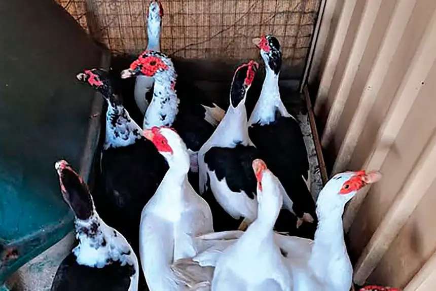 IN THE SPOTLIGHT: The flock of ducks at the centre of the debate.
