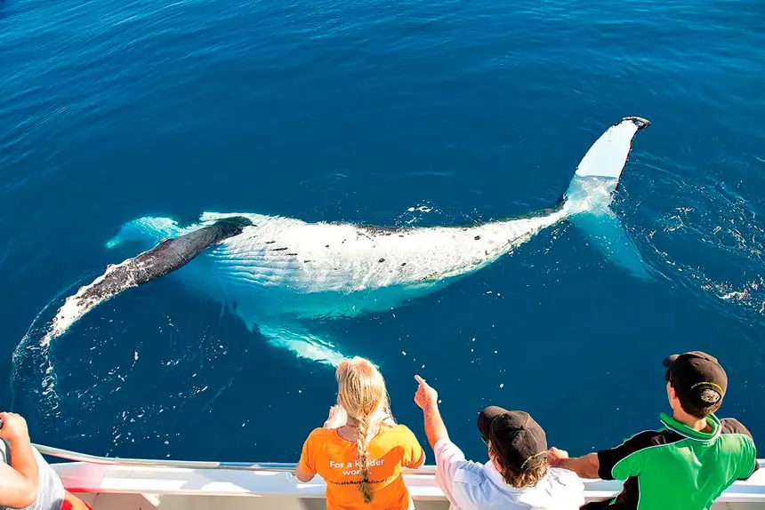 FRONT ROW SEATS: Visitors are captivated by the sight of humpack whales.