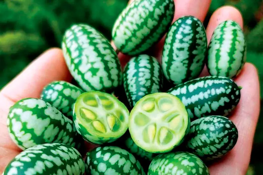 Cucamelons are a great addition to salads.
