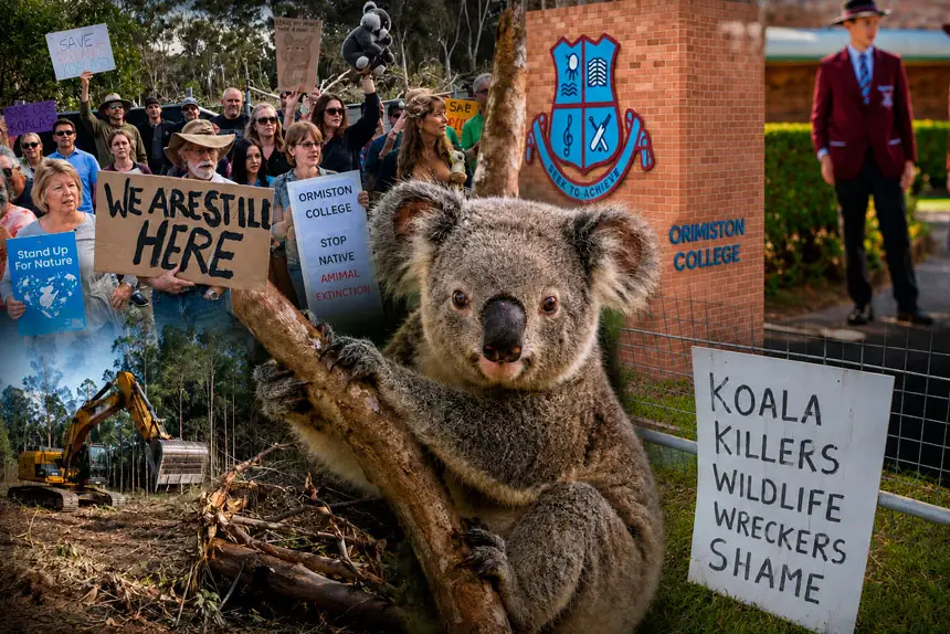 DIFFERING VIEWS: Claims over the safety of koalas is fuelling the debate.