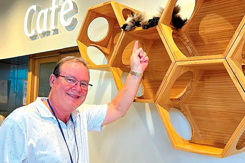GOOD TIMING: Cat cafés are growing in popularity.
