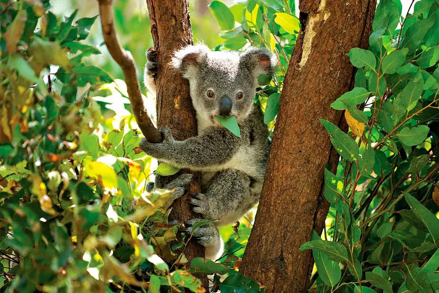 KEY ISSUE: The Ormiston College redevelopment has attracted significant interest over its potential impact on koala habitat.