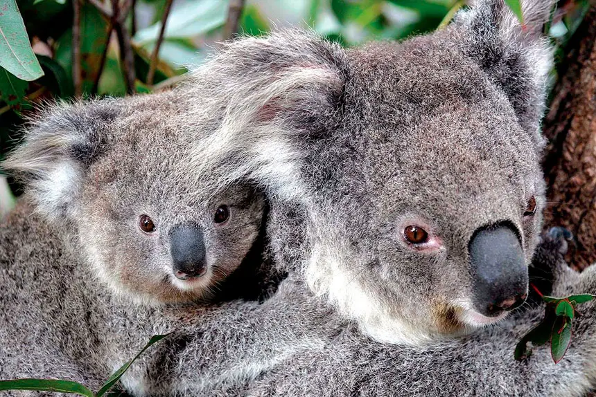 MOVING OUT: Young koalas are heading out on their own.