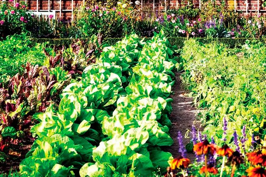 Growing your own vegetables is extremely satisfying.