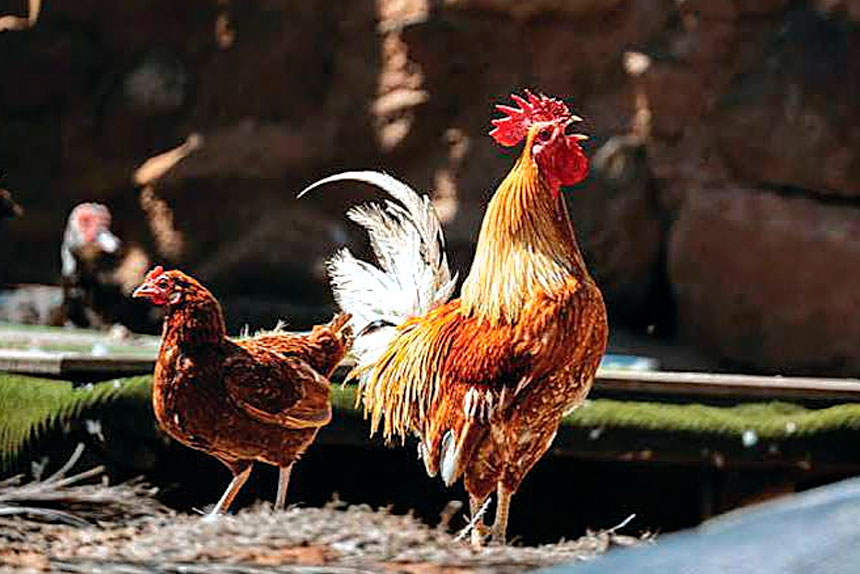 CLOSE WATCH: The dead bird was a giant petrel, but H5N1 flu in chickens is a severe viral disease.