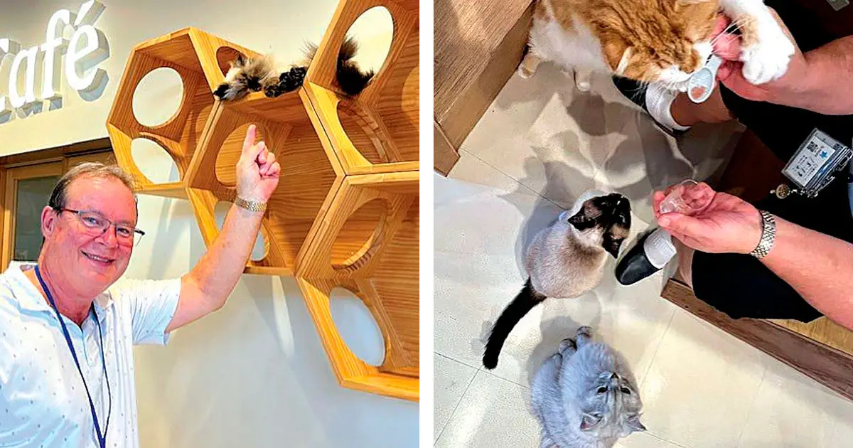SNEAK PREVIEW: Cr Tracey Huges and her husband Mark visited a cat cafe in Japan.