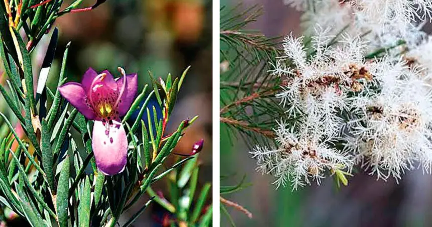 (Left) Melaleuca alternifolia – tea tree. (Right) Eremophila alternifolia – poverty bush.