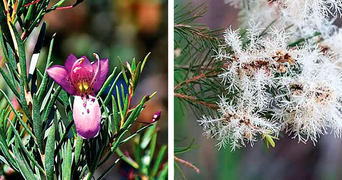 (Left) Melaleuca alternifolia – tea tree. (Right) Eremophila alternifolia – poverty bush.