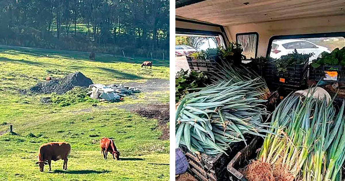 FARM-TO-STORE: Mt Cotton Fruit & Veg’s win shows how strongly locals value fresh, honest produce.