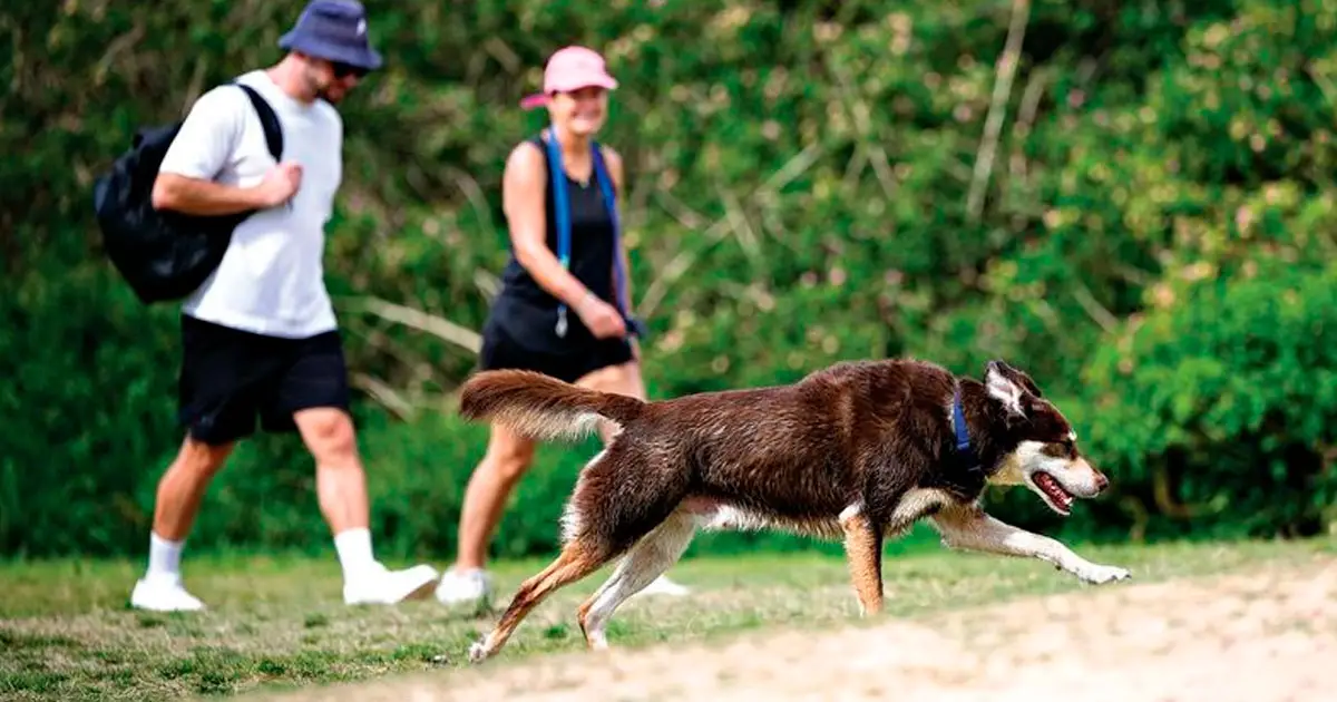 STRONG CASE: Supporters say the island’s growing population strengthens the case for action at the dog park.