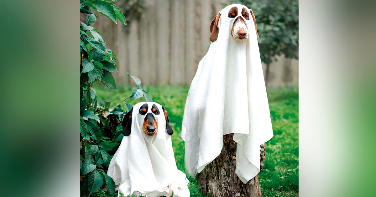 WHO’S AFRAID?: A lot of pets escape on Halloween as doors are opened to local children.