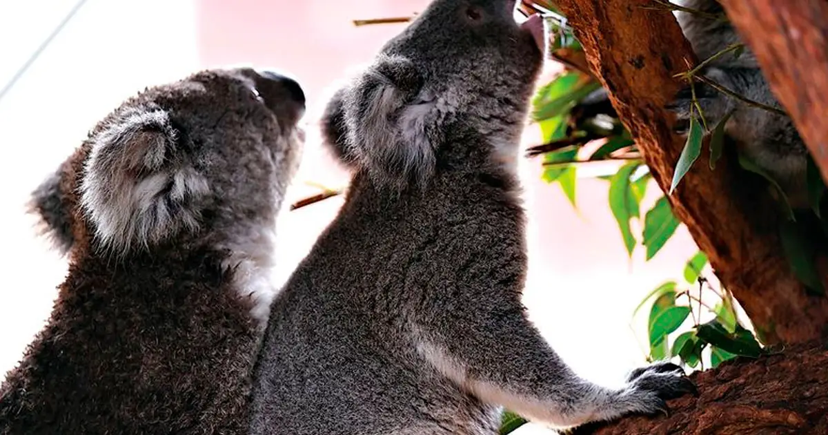 It’s not unusual to see koalas during daylight hours.