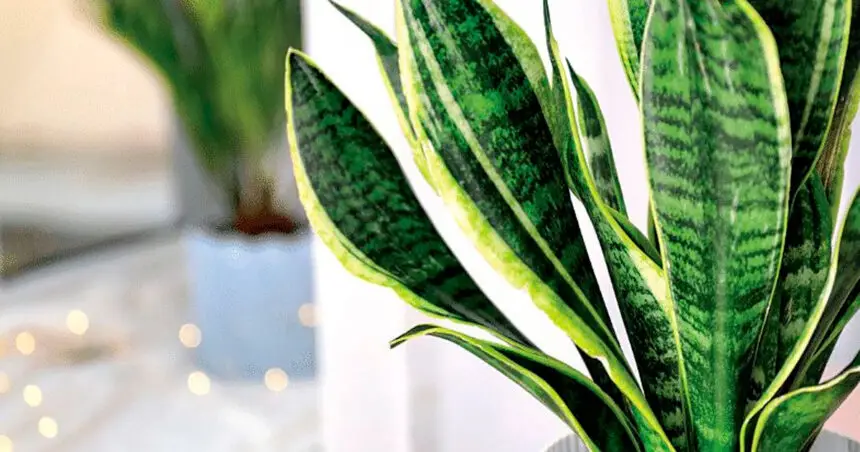 Plants can cool their surroundings during the hot months.