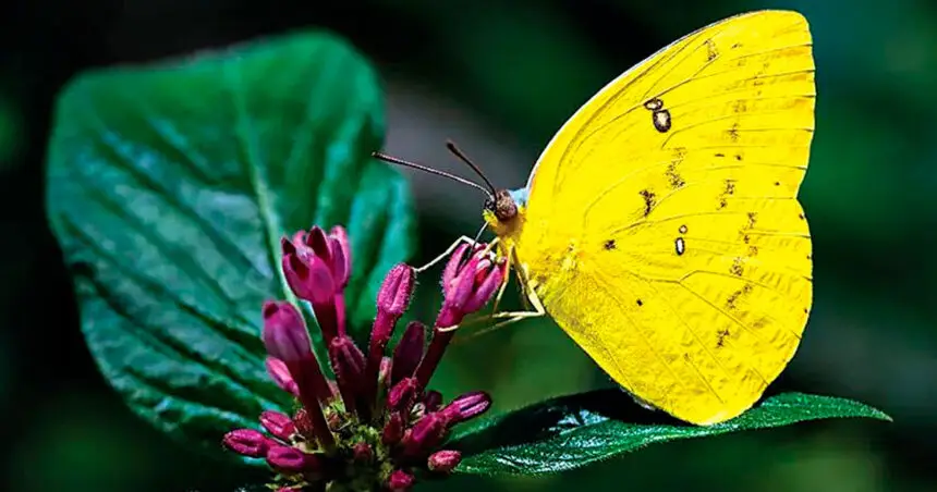 Pollination powers the planet and involves many more insects than just European honeybees.