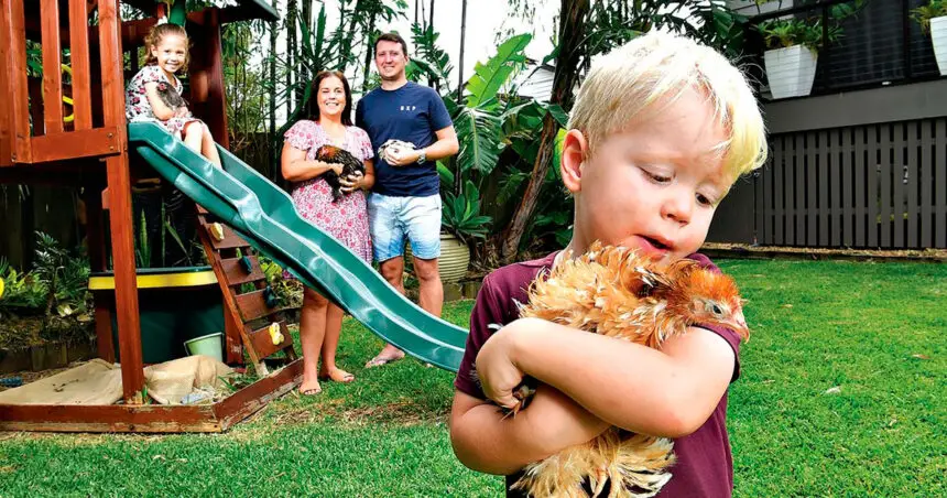 FEATHERED FRIENDS: Melinda and Brett Pain with children Harper and Hudson and their pet chickens in their Brisbane backyard.