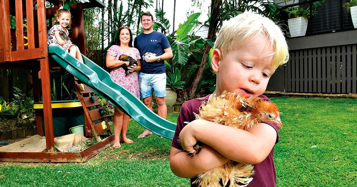 FEATHERED FRIENDS: Melinda and Brett Pain with children Harper and Hudson and their pet chickens in their Brisbane backyard.