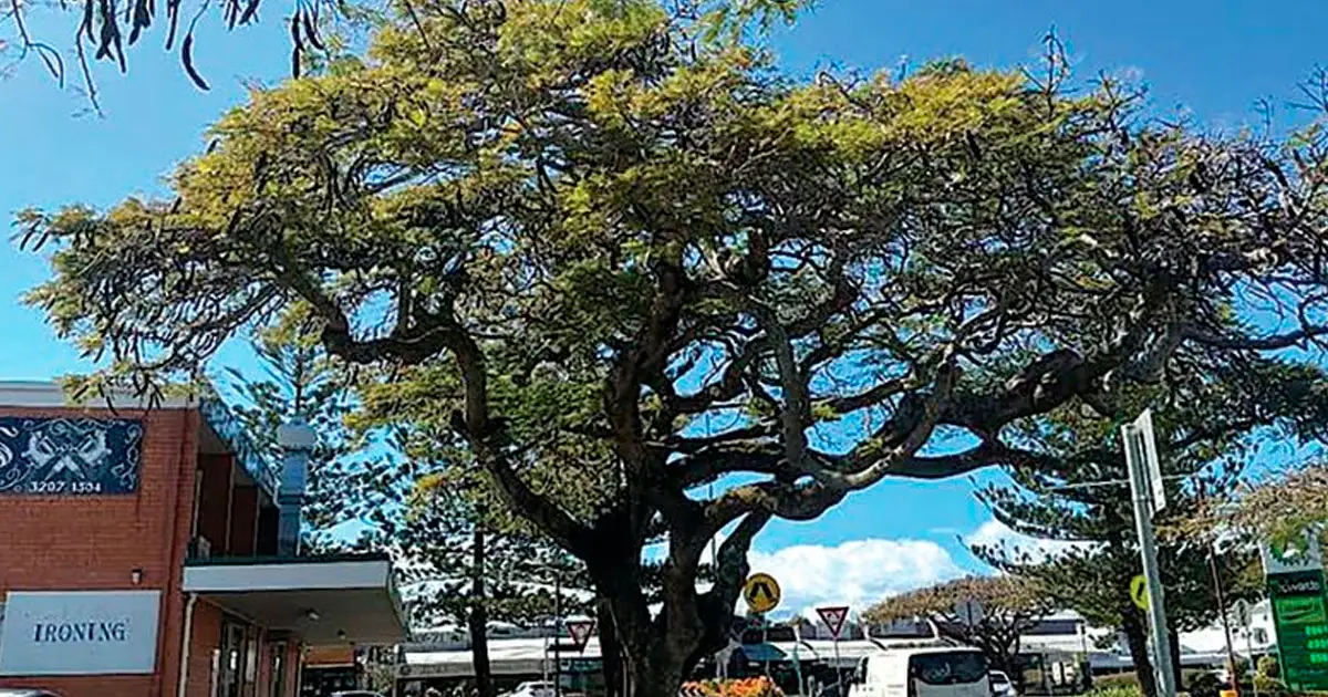 TIME TO GO: The large tree on the frontage of 400 Main Rd has been monitored for several years.