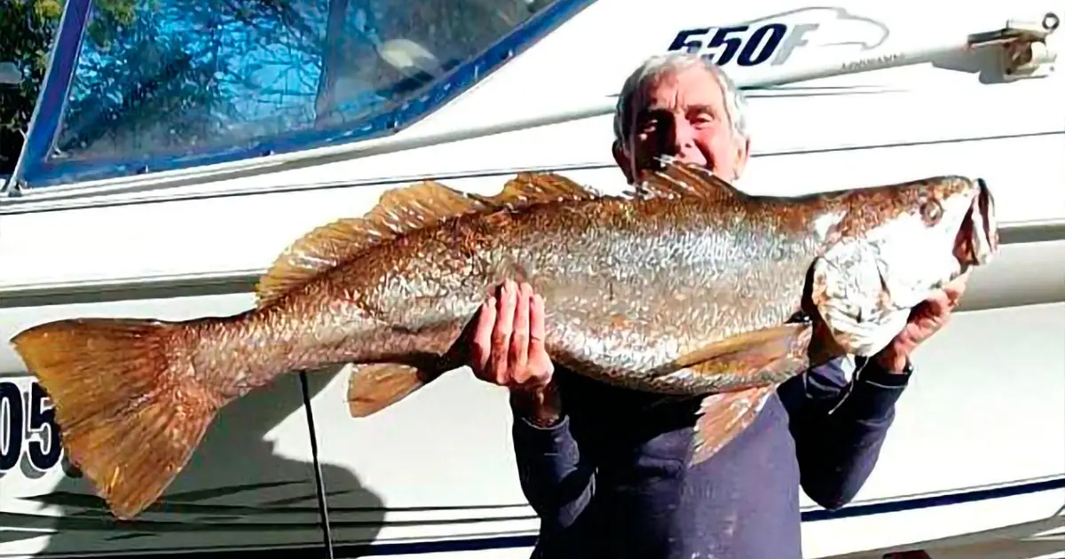 Paul Hodgkinson with a jewfish caught off Ormiston.